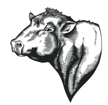 Head Of Bull Of Dangus Breed Drawn In Vintage Woodcut Style. Farm Animal Isolated On White Background. Vector Illustration For Agricultural Market Identity, Products Logo, Advertisement