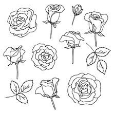 Vector Contour Illustration Of Rose Flowers