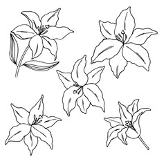 Wall Mural - vector contour illustration of lily flowers