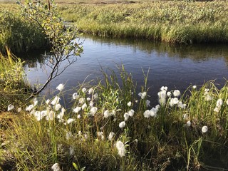 Arctic lake view