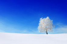 One Frozen Tree In A Winter White Field And Blue Clear Sky