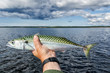 Fresh caught mackerel in anglers hand