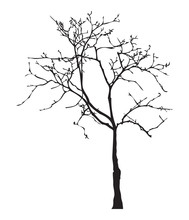 Tree Silhouette, Without Leaves, Black Isolated On White Background, Vector Illustration. 