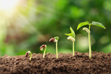  agriculture plant seeding growing step concept in garden and sunlight