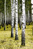Fototapeta Natura - birch forest summer landscape