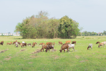 Wall Mural - Cows grazing on farm with green field in good weather day