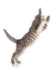 Wall Mural - Flying or jumping cat kitten isolated on white