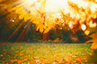 Autumn background with sunny fall foliage and sunbeam at park or garden lawn