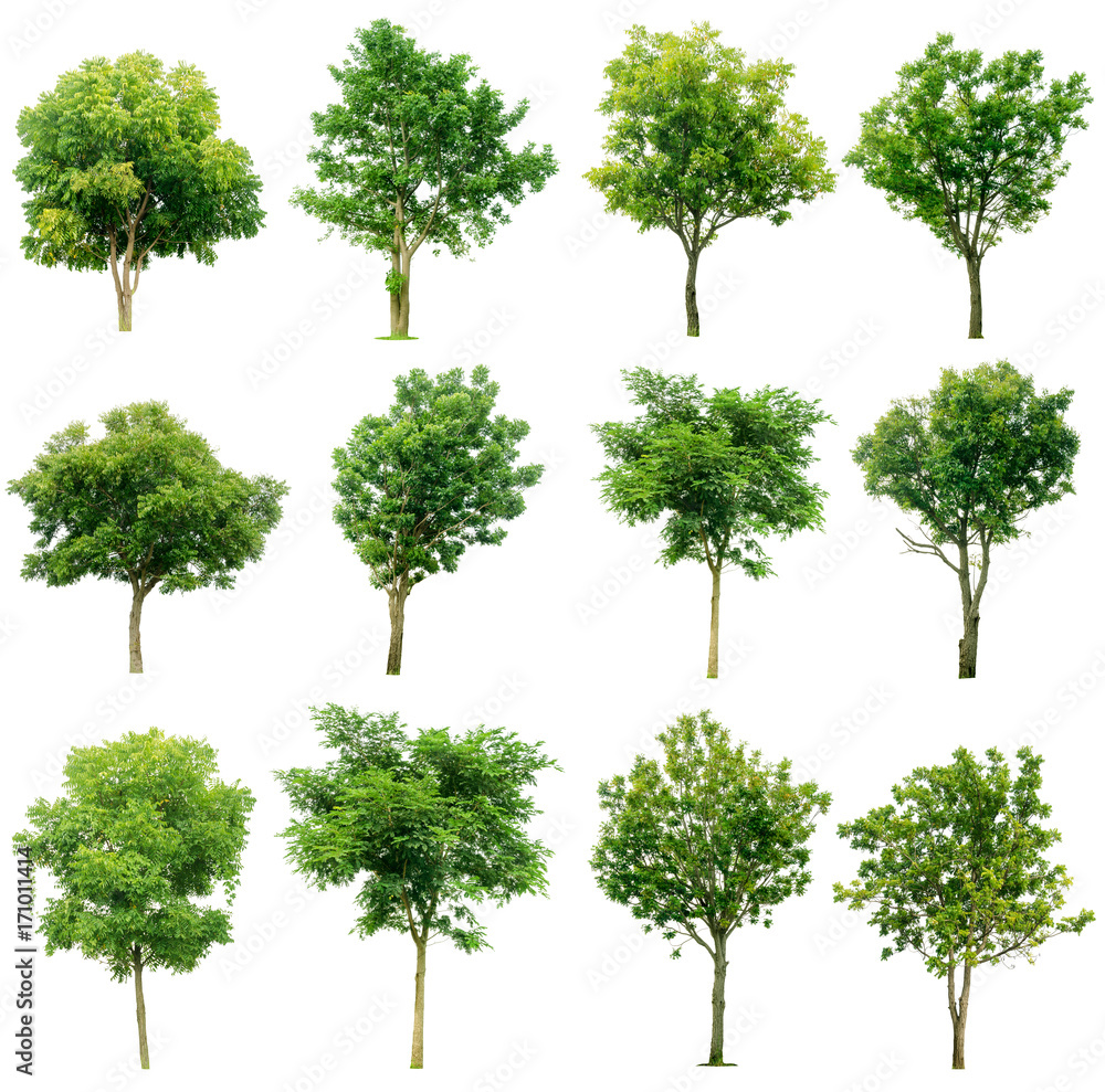 set of green trees isolated on white background.Collection of isolated tree on white background.Total Group tree white background.tree isolated on white background. - obrazy, fototapety, plakaty 