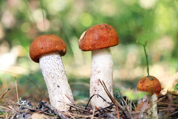 small orange-cap boletus close-up