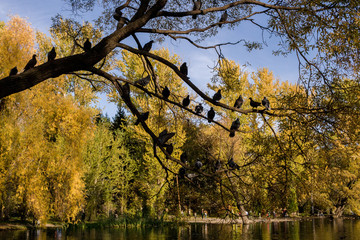 The dark silhouette of willow over the water and pigeons are sitting on it, on background of bright autumn park.