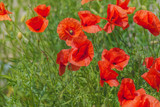 Fototapeta Maki - Floral background. Red poppies in green grass on a blurry background of lush meadow
