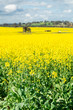 Fields of golden canola crops north of Benalla, Victoria