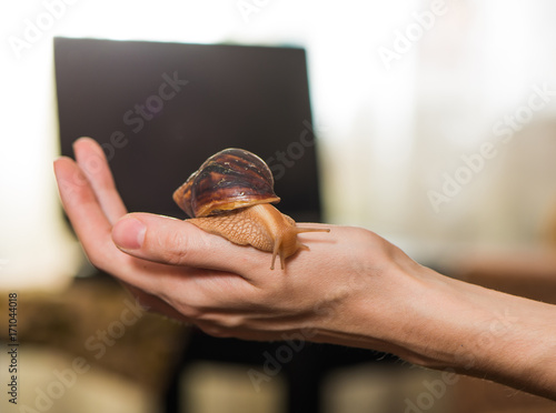 Zdjęcie XXL kobieta trzyma ślimak na dłoni