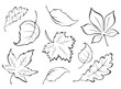 different autumn leaves stemps