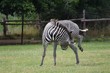 Zebra scratches itch
