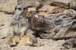 Meerkat sitting by log