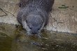 Otter drinks from lake