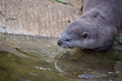 Otter by water
