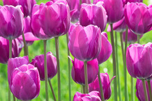 Flowerbed With Purple Tulips In The Park