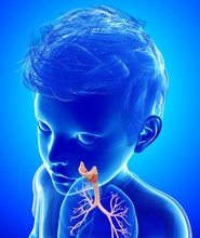 Child's Trachea And Lung Bronchi, Illustration