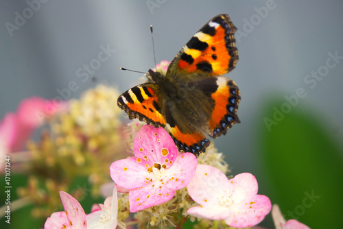 Plakat Motyl siedzi na kwiat hortensji.