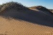 small dry bushes growing on sunlit sand dunes
