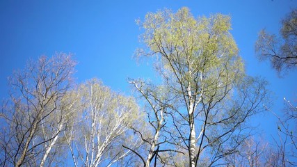 Wall Mural - Tops of birches with young spring leaves against the background of the blue sky in sunny day