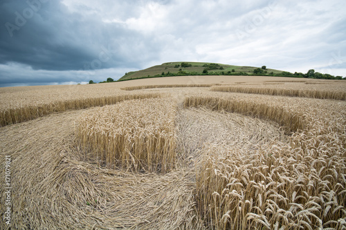 Fotografie, Obraz Crop circle at Warminster, Wiltshire, England, ground level view
