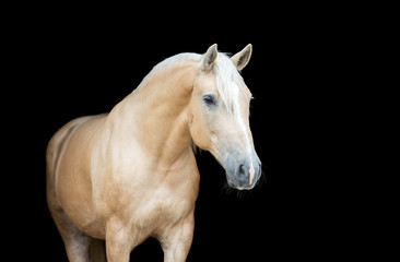 Portrait of a Palomino horse on black background.