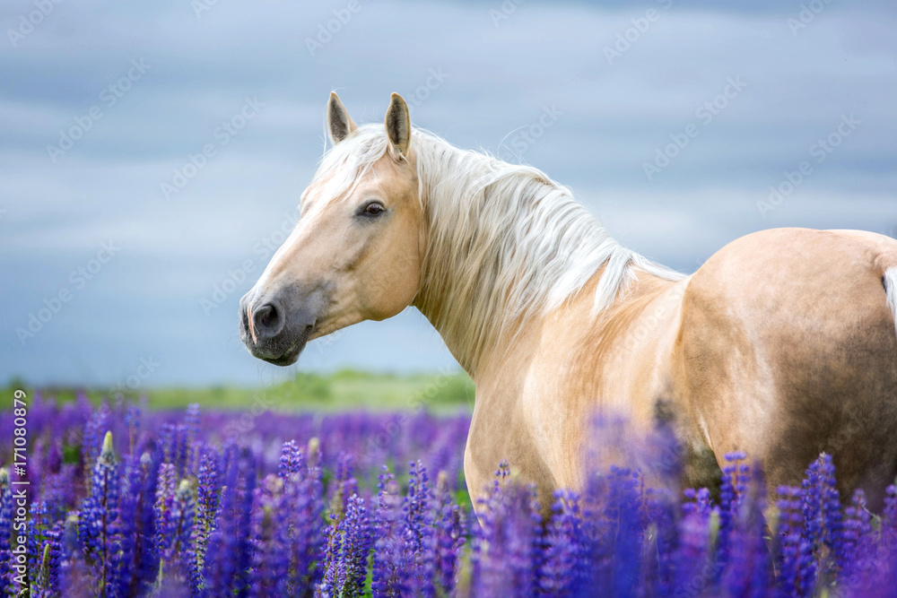 Palomino horse among lupine flowers. - obrazy, fototapety, plakaty 