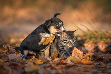 Wall Mural - Little puppy with little kitten playing in autumn