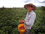 Fototapeta Sawanna - Coffee picker with hands full of coffee berries