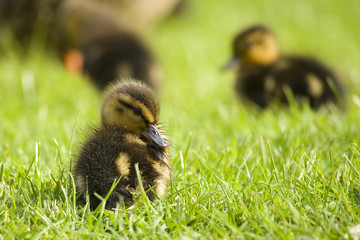 Mallard Duckling