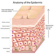 3d anatomy of layers of the epidermis