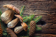 Fresh boletus edulis mushrooms with spruce bunch and cones on rustic woden table