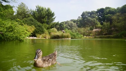 Wall Mural - ducks swimming in a public park pond