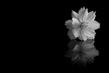 Cosmos Sulphureus Flower Of Black And White