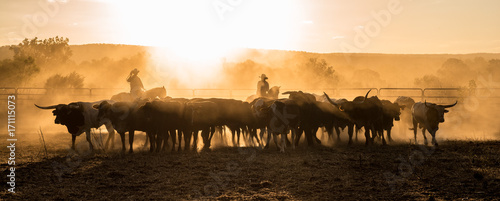 Cuadros en Lienzo Mustering, Kimberley, Western Australia