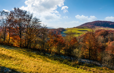 late autumn countryside landscape. forest with red foliage on a beautiful sunny day in mountainous rural area