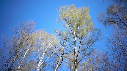 Wall Mural - Tops of birches with young spring leaves against the background of the blue sky in sunny day