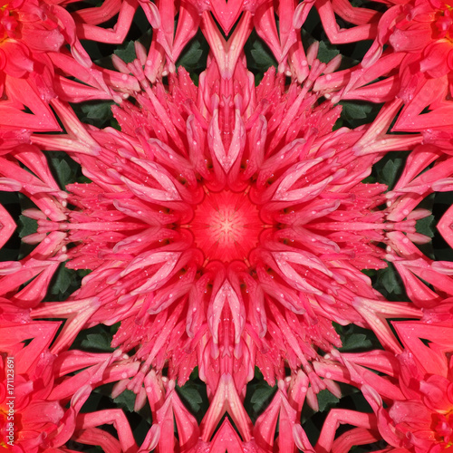 Zdjęcie XXL Czerwona kwiat dalia w postaci obrazu kalejdoskop