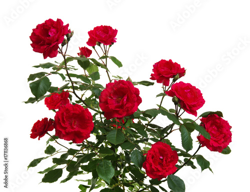 Plakat Czerwone róże na białym tle