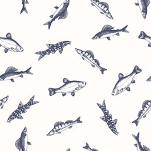 Fish Pattern. Sketch Of Carp. Hand Drawn Vector Illustrations. Vector Sea And Ocean Creatures For Seafood Menu Design.