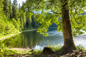 a tree trunk with bright green foliage on the shore of the lake
