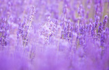 Fototapeta Lawenda - Lavender bushes closeup on evening. Evening light over purple flowers of lavender. Violet bushes at the center of picture. Provence region of france.