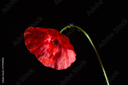 Zdjęcie XXL kwiat maku na czarnym tle