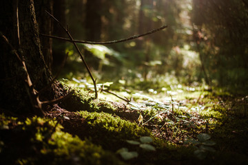 Poster - Forest blur light sun rays