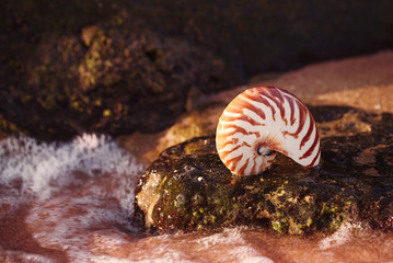 Wall Mural - seashell nautilus on sea beach with waves under sunrise sun light