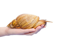Giant African Snail On A Human Hand (isolated On White)